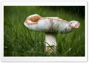 Mushroom, September Rain Ultra HD Wallpaper for 4K UHD Widescreen desktop, tablet & smartphone
