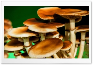 Mushrooms Ultra HD Wallpaper for 4K UHD Widescreen desktop, tablet & smartphone