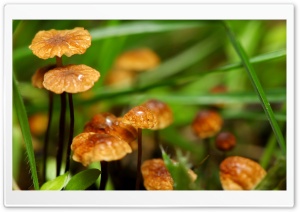 Mushrooms, Bokeh Ultra HD Wallpaper for 4K UHD Widescreen desktop, tablet & smartphone