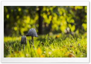Mushrooms Green Grass Ultra HD Wallpaper for 4K UHD Widescreen desktop, tablet & smartphone