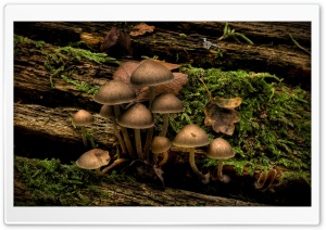 Mushrooms Growing On A Tree Stump Ultra HD Wallpaper for 4K UHD Widescreen desktop, tablet & smartphone