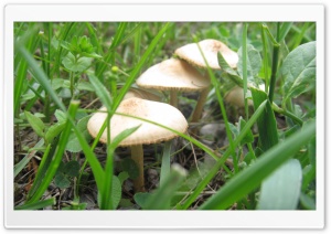 mushrooms in Armenian Land Ultra HD Wallpaper for 4K UHD Widescreen desktop, tablet & smartphone