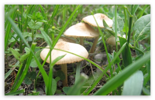 mushrooms in Armenian Land UltraHD Wallpaper for UHD 16:9 ; HD 16:9 ; Widescreen 16:10 5:3 ; Fullscreen 4:3 ;