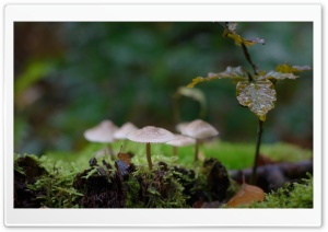 Mushrooms, Moss, Macro Ultra HD Wallpaper for 4K UHD Widescreen desktop, tablet & smartphone
