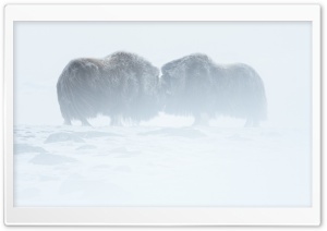 Musk Oxen Animals, Winter Ultra HD Wallpaper for 4K UHD Widescreen desktop, tablet & smartphone