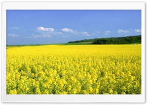 Mustard Flower Field Ultra HD Wallpaper for 4K UHD Widescreen desktop, tablet & smartphone