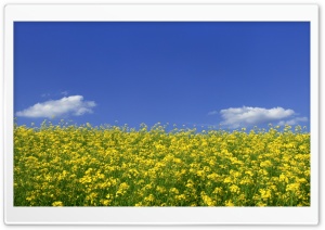 Mustard Flower Field 1 Ultra HD Wallpaper for 4K UHD Widescreen desktop, tablet & smartphone