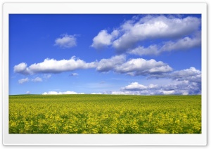 Mustard Flower Field 2 Ultra HD Wallpaper for 4K UHD Widescreen desktop, tablet & smartphone
