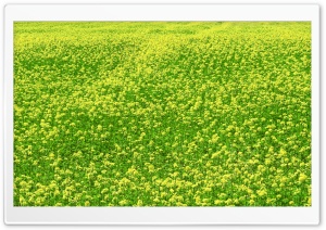 Mustard Flower Field 3 Ultra HD Wallpaper for 4K UHD Widescreen desktop, tablet & smartphone