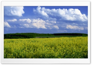 Mustard Flower Field 4 Ultra HD Wallpaper for 4K UHD Widescreen desktop, tablet & smartphone