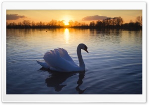Mute Swan Ultra HD Wallpaper for 4K UHD Widescreen desktop, tablet & smartphone