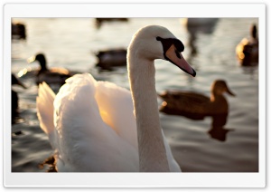 Mute Swan Swimming On A Lake Ultra HD Wallpaper for 4K UHD Widescreen desktop, tablet & smartphone