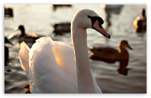 Mute Swan Swimming On A Lake UltraHD Wallpaper for 8K UHD TV 16:9 Ultra High Definition 2160p 1440p 1080p 900p 720p ; Widescreen 16:10 5:3 WHXGA WQXGA WUXGA WXGA WGA ; Fullscreen 4:3 5:4 3:2 UXGA XGA SVGA QSXGA SXGA DVGA HVGA HQVGA ( Apple PowerBook G4 iPhone 4 3G 3GS iPod Touch ) ;