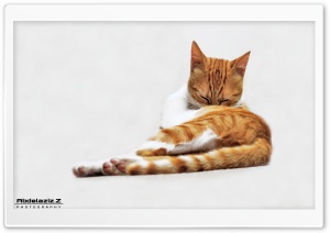 My cat Ultra HD Wallpaper for 4K UHD Widescreen desktop, tablet & smartphone