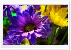My Flowers Ultra HD Wallpaper for 4K UHD Widescreen desktop, tablet & smartphone