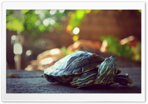 My turtle Titi Ultra HD Wallpaper for 4K UHD Widescreen desktop, tablet & smartphone
