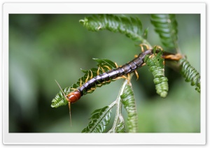 Myriapode Ultra HD Wallpaper for 4K UHD Widescreen Desktop, Lockscreen, Screensaver, TV, Tablet, Smartphone