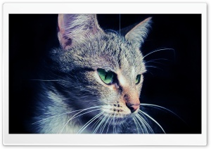 Mysterious Cat Ultra HD Wallpaper for 4K UHD Widescreen desktop, tablet & smartphone