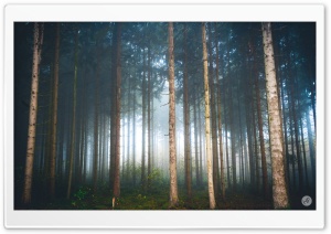 Mysterious Light, Foggy Forest Ultra HD Wallpaper for 4K UHD Widescreen desktop, tablet & smartphone