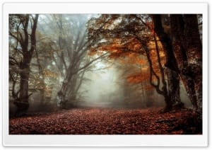 Mystical Autumn Forest Scene shrouded in Fog 4K UHD Wallpaper for Widescreen and UltraWide Desktop, UltraHD TV, Smartphone, Tablet