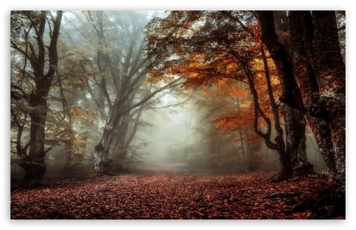 Mystical Autumn Forest Scene shrouded in Fog UltraHD Wallpaper for UHD 16:9 ; HD 16:9 ; UltraWide 21:9 24:10 32:9 32:10 ; Widescreen 16:10 ; Tablet 1:1 ; Mobile 9:16 9:19.5 9:20 ; Dual 16:10 16:9 ;