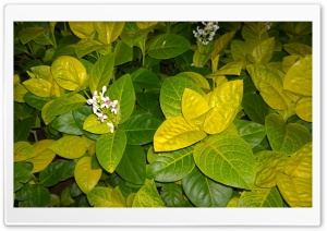Mystical Flower Ultra HD Wallpaper for 4K UHD Widescreen desktop, tablet & smartphone