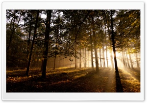 Mystical Forest II Ultra HD Wallpaper for 4K UHD Widescreen desktop, tablet & smartphone