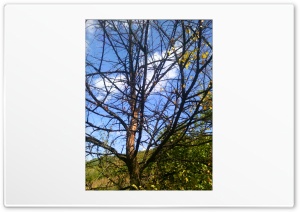 Naked tree 4K UHD Wallpaper for Widescreen and UltraWide Desktop, UltraHD TV, Smartphone, Tablet