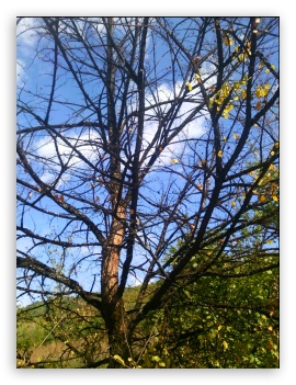 Naked tree UltraHD Wallpaper for Mobile 3:4 ;