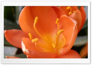 Naranja Flor Ultra HD Wallpaper for 4K UHD Widescreen desktop, tablet & smartphone