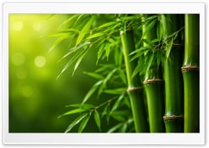 Natural Green Bamboo Background 4K UHD Wallpaper for Widescreen and UltraWide Desktop, UltraHD TV, Smartphone, Tablet