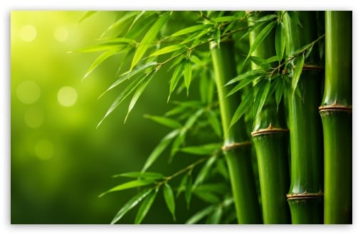 Natural Green Bamboo Background UltraHD Wallpaper for UHD 16:9 ; HD 16:9 ; UltraWide 21:9 24:10 32:9 32:10 ; Widescreen 16:10 ; Tablet 1:1 ; Dual 16:10 16:9 ;