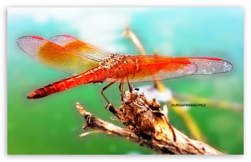 natural helicopter UltraHD Wallpaper for UHD 16:9 ; HD 16:9 ; Widescreen 16:10 5:3 ;