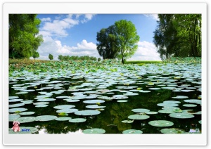 Nature 004 4K UHD Wallpaper for Widescreen and UltraWide Desktop, UltraHD TV, Smartphone, Tablet