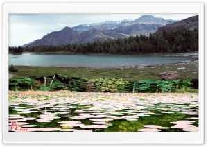 Nature 007 4K UHD Wallpaper for Widescreen and UltraWide Desktop, UltraHD TV, Smartphone, Tablet