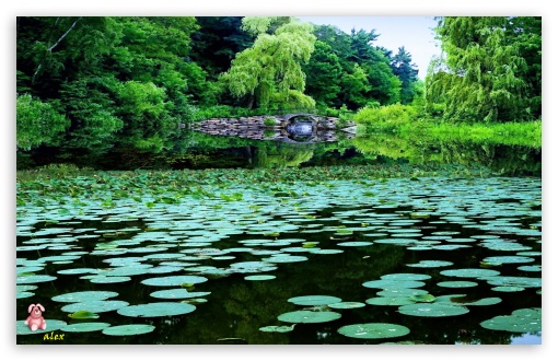 Nature 009 UltraHD Wallpaper for Widescreen 16:10 ;