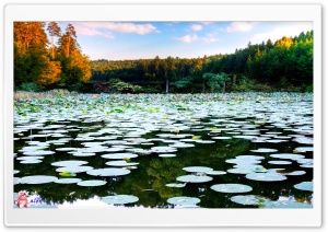 Nature 079 4K UHD Wallpaper for Widescreen and UltraWide Desktop, UltraHD TV, Smartphone, Tablet