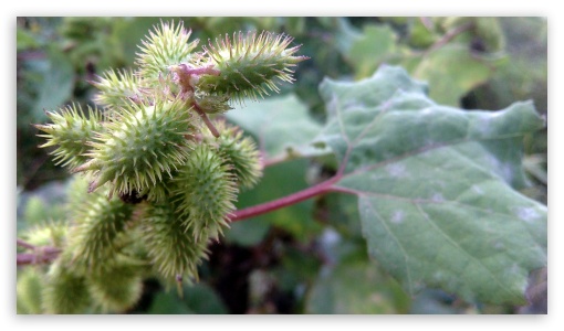 nature UltraHD Wallpaper for HD 16:9 ;