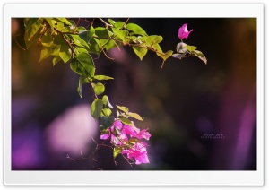 Nature Ultra HD Wallpaper for 4K UHD Widescreen desktop, tablet & smartphone