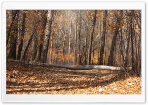 nature 4K UHD Wallpaper for Widescreen and UltraWide Desktop, UltraHD TV, Smartphone, Tablet