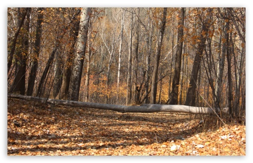 nature UltraHD Wallpaper for UHD 16:9 ; HD 16:9 ; Widescreen 16:10 5:3 ; Fullscreen 3:2 ;