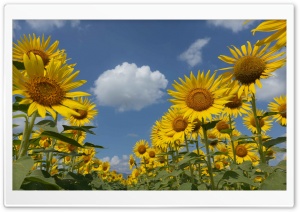 Nature 4K UHD Wallpaper for Widescreen and UltraWide Desktop, UltraHD TV, Smartphone, Tablet