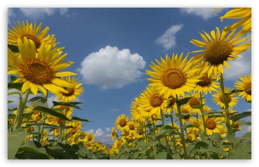 Nature UltraHD Wallpaper for UHD 16:9 ; HD 16:9 ; Widescreen 16:10 ;