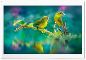 Nature Birds Ultra HD Wallpaper for 4K UHD Widescreen desktop, tablet & smartphone