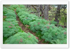 Nature Concervancy Oregon Ultra HD Wallpaper for 4K UHD Widescreen desktop, tablet & smartphone