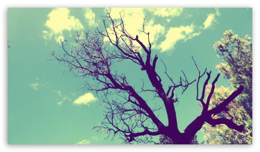 Nature JD UltraHD Wallpaper for UHD 16:9 ; HD 16:9 ;