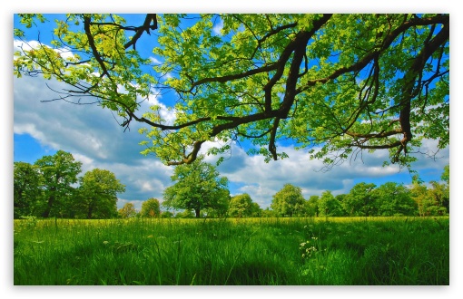 HD wallpaper: ultra hd 8k 7680x4320 nature picture wide, tree