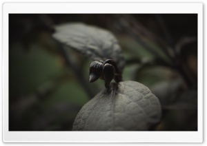 Nature Leaf Ultra HD Wallpaper for 4K UHD Widescreen desktop, tablet & smartphone