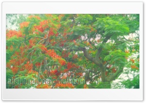 nature of flower 4K UHD Wallpaper for Widescreen and UltraWide Desktop, UltraHD TV, Smartphone, Tablet