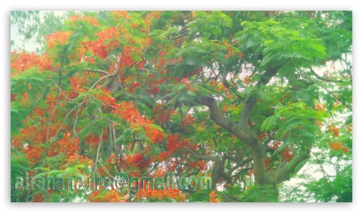 nature of flower UltraHD Wallpaper for HD 16:9 ;